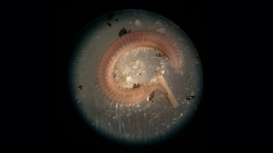 Beneficial bacteria help these marine worms survive extreme cold