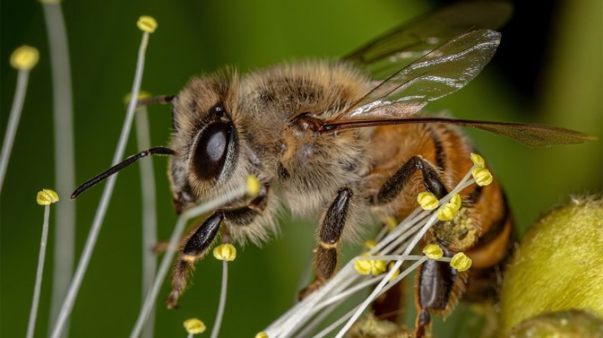 Honeybees can “smell” lung cancer