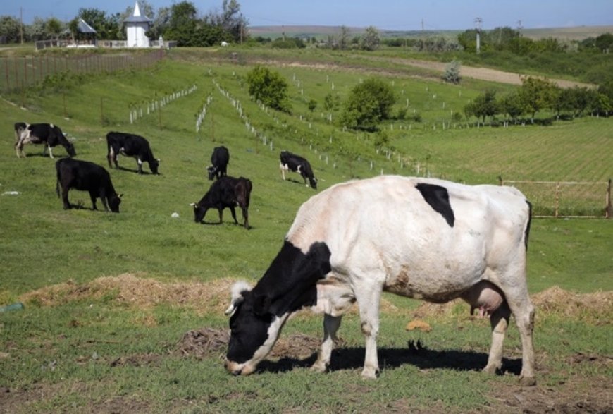 Gassy Cows And Pigs Will Face Carbon Tax In Denmark, A World First