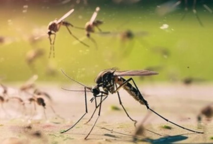Dengue Cases Spike in Bengaluru: How Temperature Affects Rise in Mosquito-Borne Infection? Here is What We Know