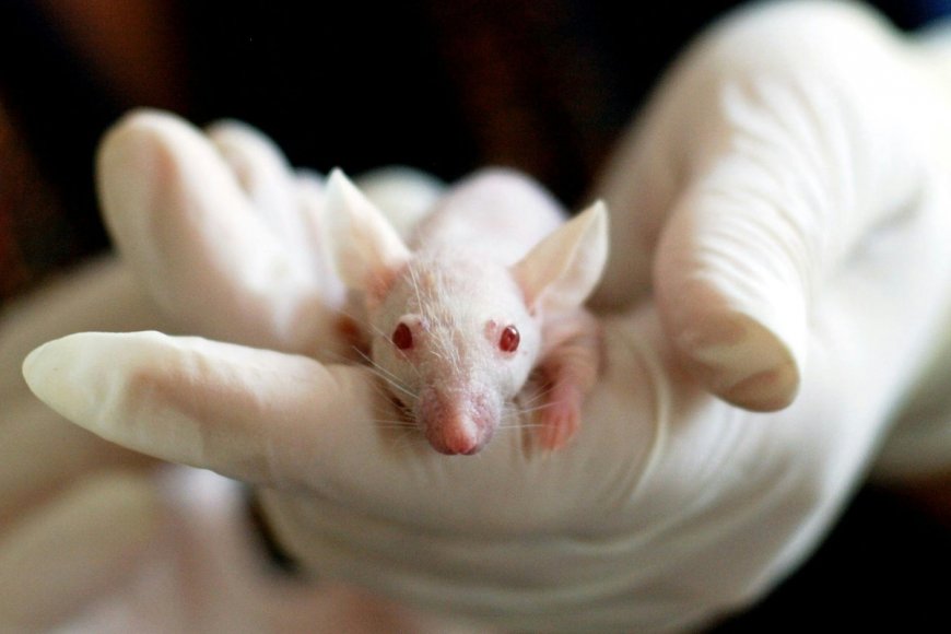 Mice With Functional Humanised Immune System Shows Promise