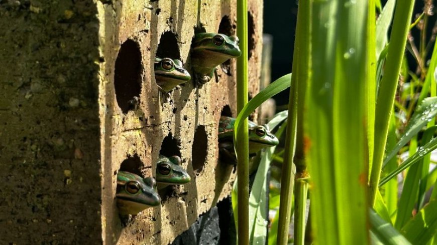 Tiny saunas help frogs fight off chytrid fungus