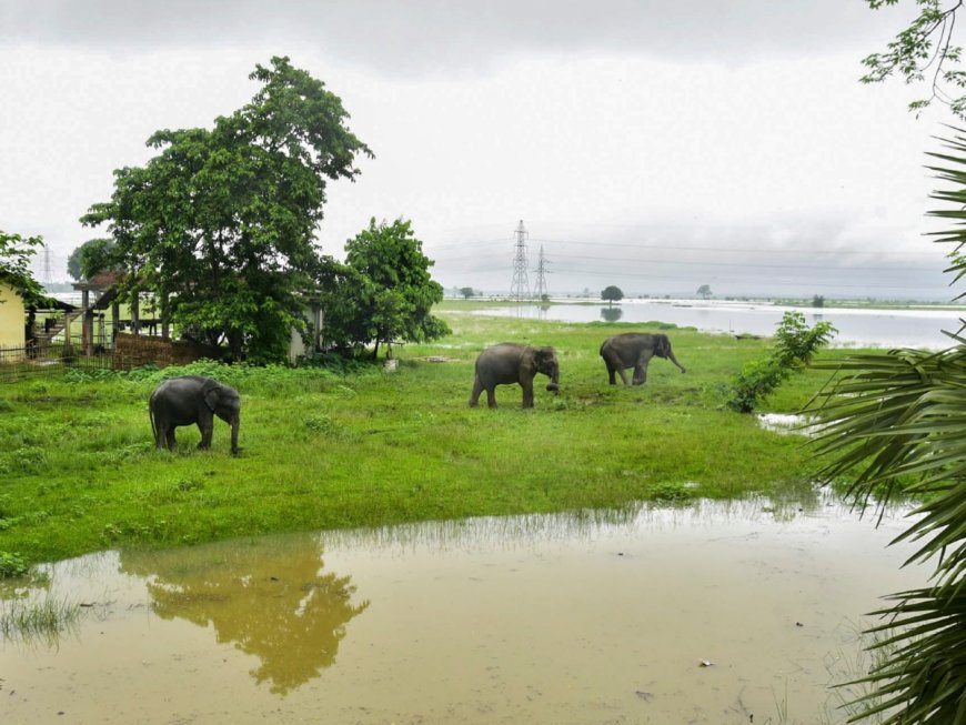 Assam Flood: 159 Wild Animals Dead, 133 Rescued in Flooded Kaziranga National Park