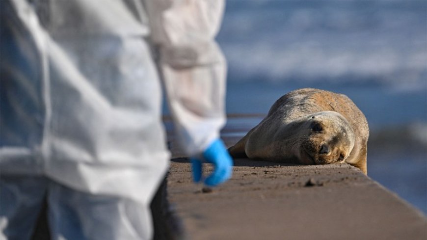 Bird flu has been invading the brains of mammals. Here’s why