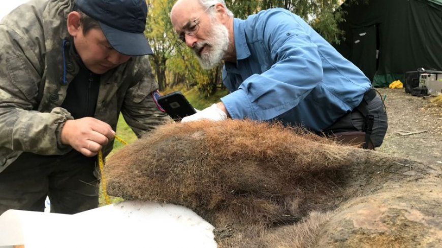 Freeze-drying turned a woolly mammoth’s DNA into 3-D ‘chromoglass’