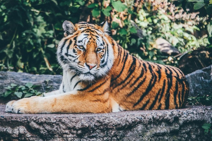 World Tiger Day: Highlighting The Plight Of Majestic, Stunning Big Cat