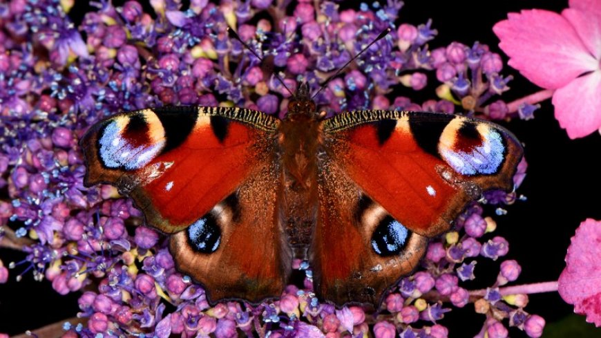 Static electricity may help butterflies and moths gather pollen on the fly