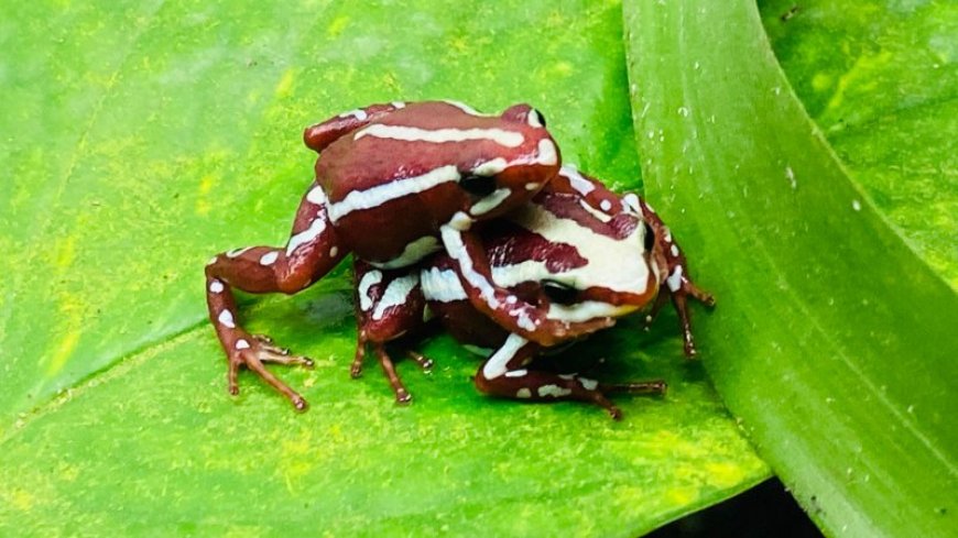 Pheromone fingers may help poison frogs mate