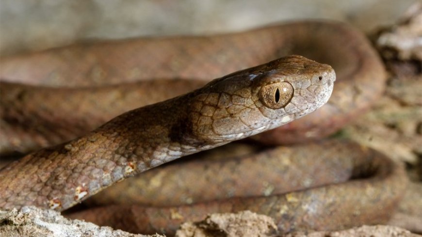 Hundreds of snake species get a new origin story