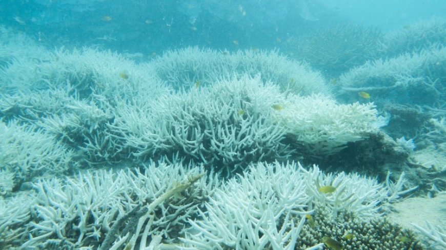 Record-breaking Coral Sea temperatures threaten the Great Barrier Reef