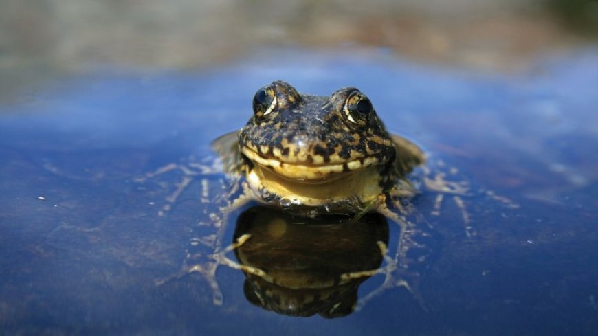 A frog’s story of surviving a fungal pandemic offers hope for other species