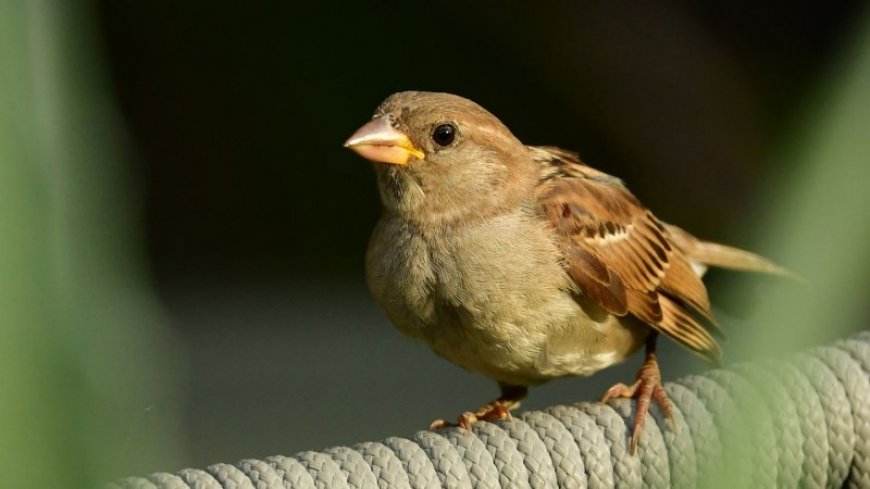 A risk-tolerant immune system may enable house sparrows’ wanderlust