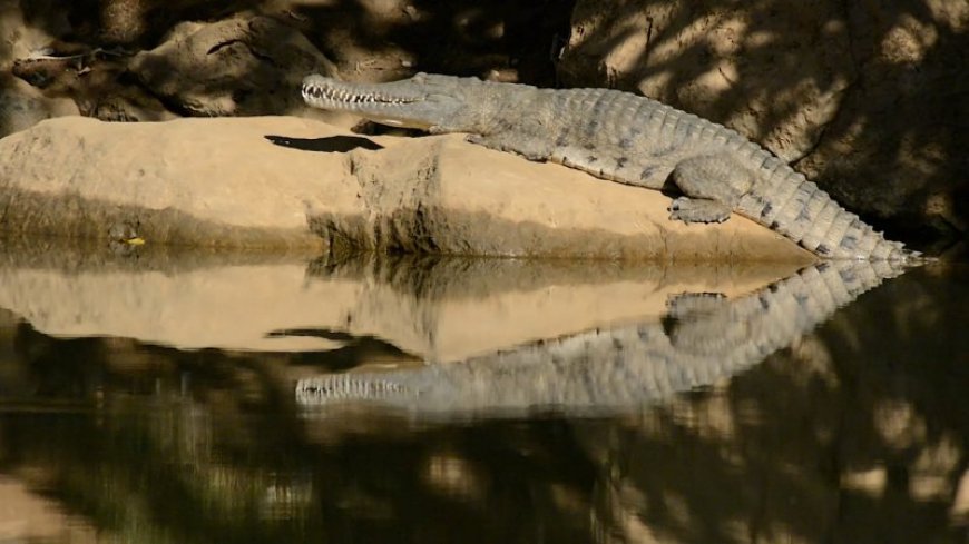 Nasty-tasting cane toads teach crocodiles a lifesaving lesson