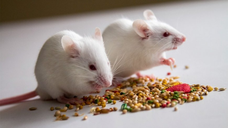 A hunger protein reverses anorexia symptoms in mice