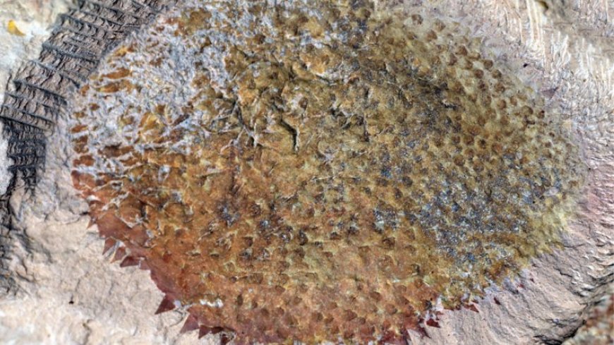 This spiky fossil shows what early mollusks looked like