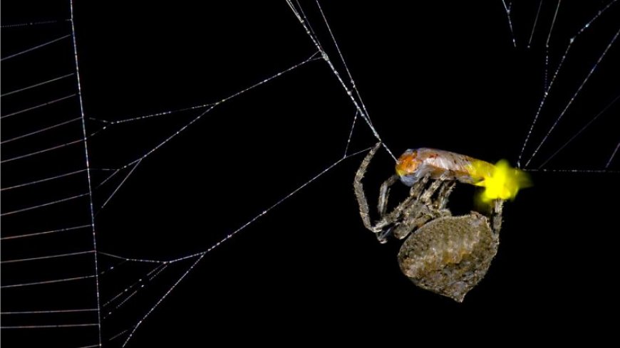 This spider uses trapped fireflies to lure in more prey