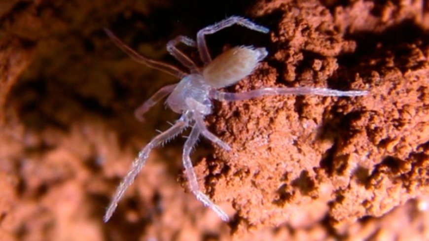 This spider makes its home in the burrows of extinct giant ground sloths