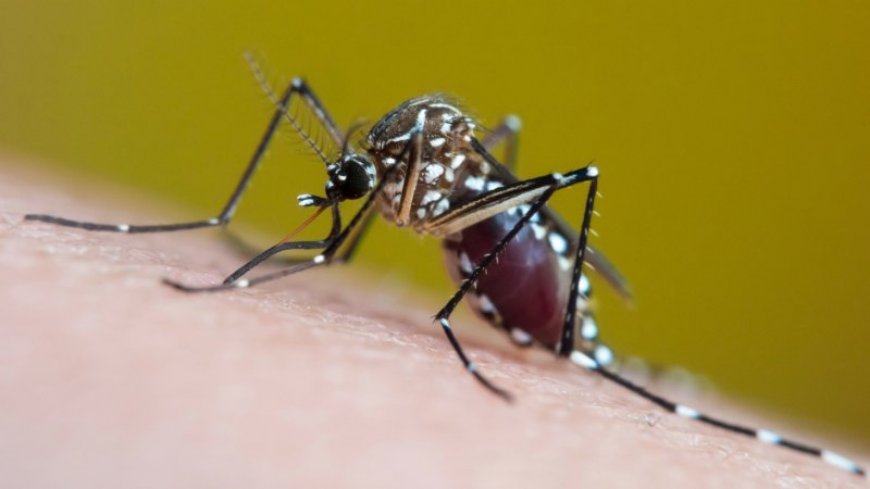 Extreme heat and rain help send dengue cases skyrocketing