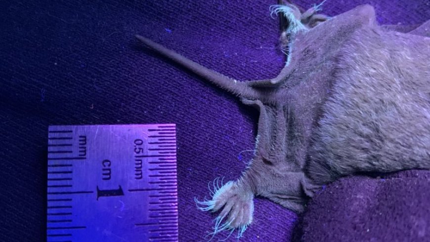 In a first, these bats were found to have toes that glow