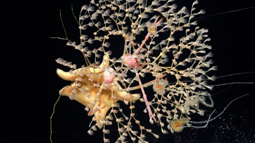 Remote seamounts in the southeast Pacific may be home to 20 new species