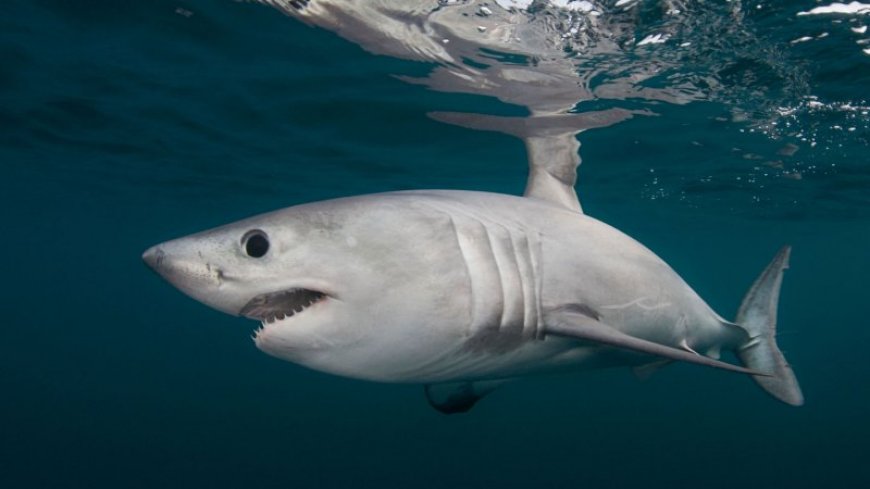 Scientists piece together clues in a shark ‘murder mystery’