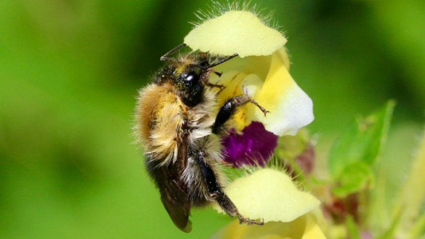 Bumblebees lose most of their sense of smell after heat waves