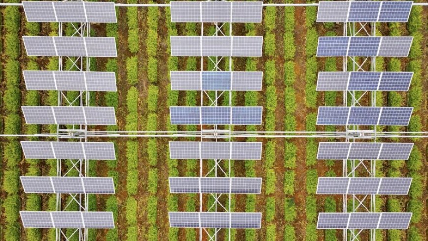 Can solar farms and crop farms coexist?