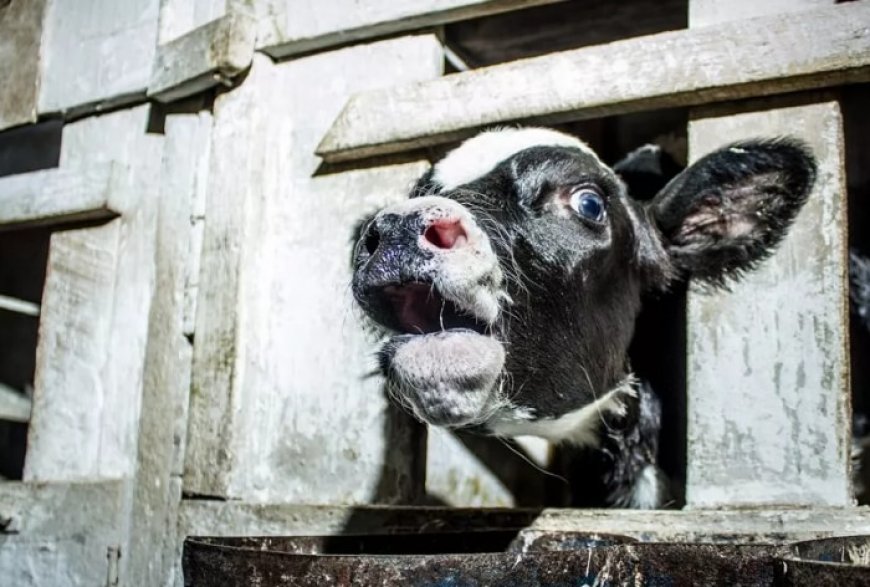 Shocking study reveals inhumane treatment and slaughter of cows and buffaloes in dairy industry