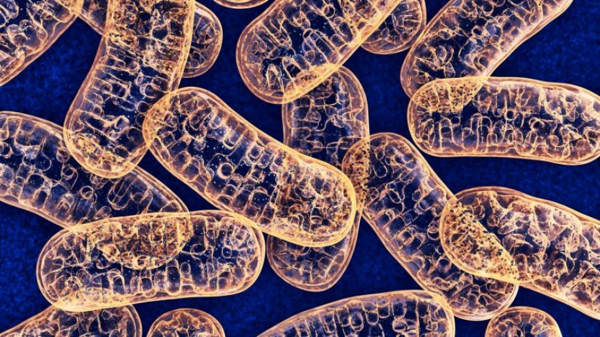 Mitochondria can sneak DNA into the nuclei of brain cells