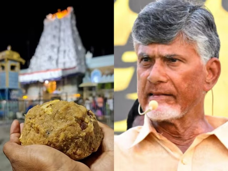 Tirupati prasad controversy: Lab report fuels debate over animal fat allegations, Andhra CM Slams YRS Congress