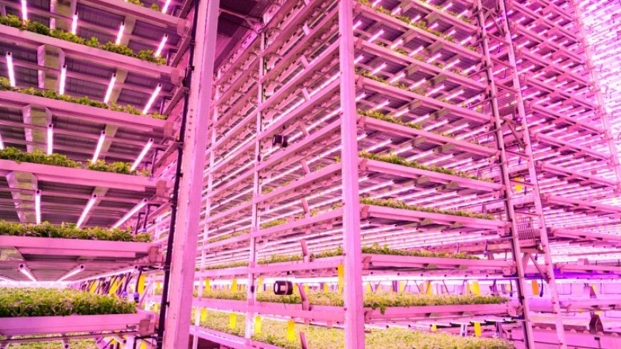 ‘Smart lighting’ might make vertical farming more affordable