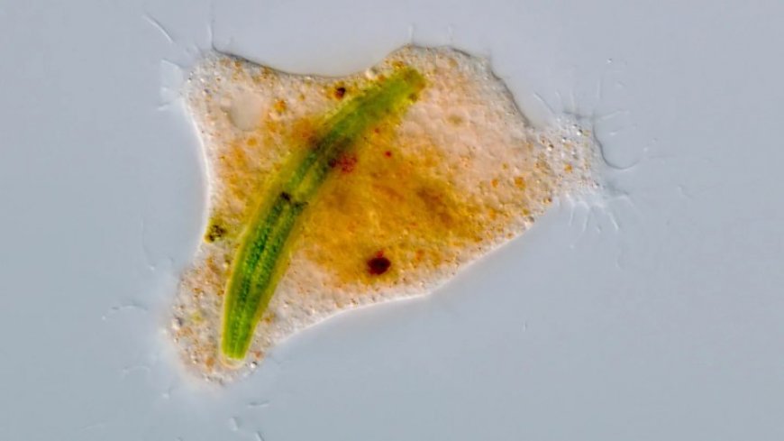 This amoeba eats prey like owls do