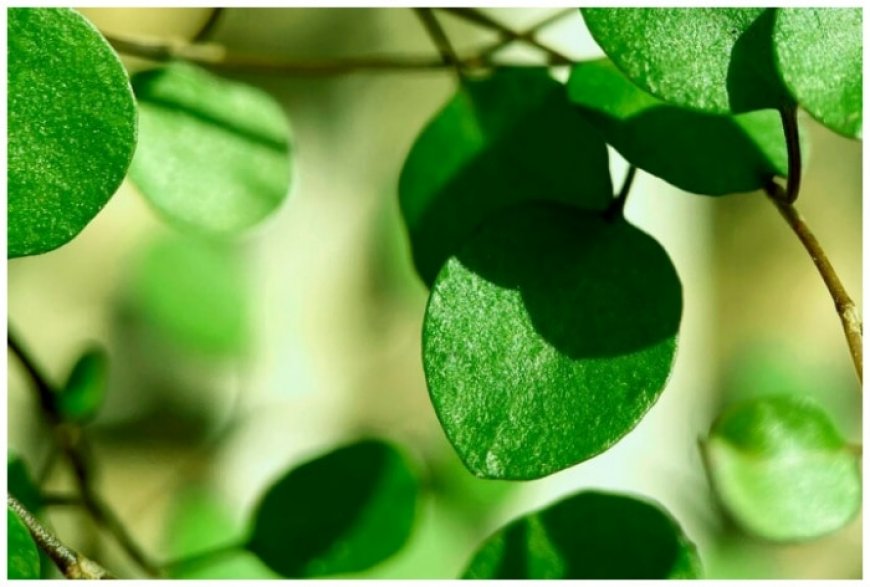 Moringa for weight loss: 5 reasons that make this an ideal addition to diet and reduce kilos