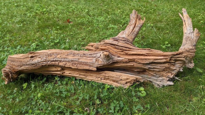 A thousands-year-old log demonstrates how burying wood can fight climate change