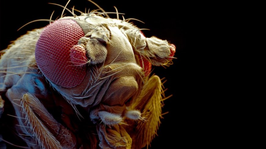 The fruit fly revolutionized biology. Now it’s boosting science in Africa