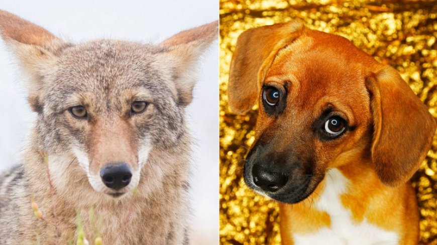 Coyotes have the face muscles for that ‘sad-puppy’ look