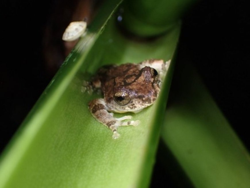 Some tadpoles don’t poop for weeks. That keeps their pools clean