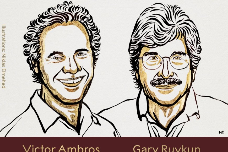 Meet Victor Ambros and Gary Ruvkun, winner of 2024 Nobel Prize in Medicine for the discovery of…