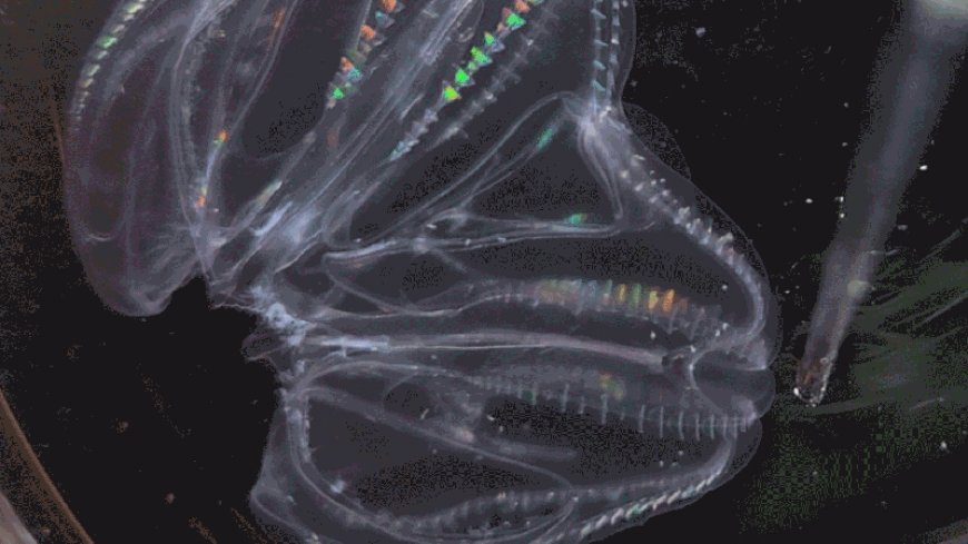 These sea creatures can fuse their bodies